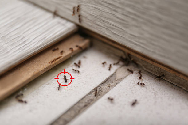 Best Mosquito Control Services  in Und City, MO