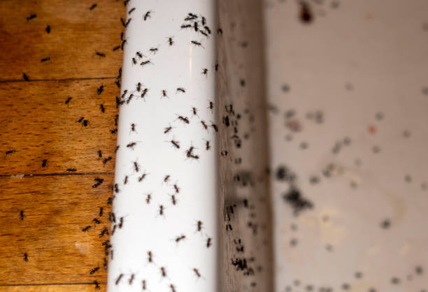 Best Affordable Pest Control Services  in Und City, MO